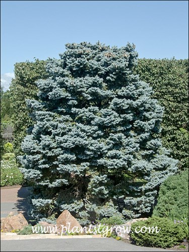 This picture was taken on a very bright day. The plant was actually this blue.